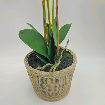 Decoración Flores y plantas Plantas Fibras sintéticas Blanco