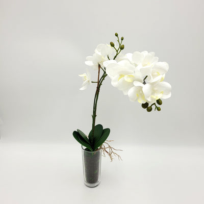 Flores y plantas Flores Plástico Blanco