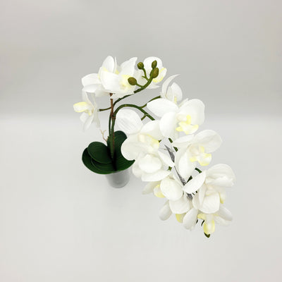 Flores y plantas Flores Plástico Blanco
